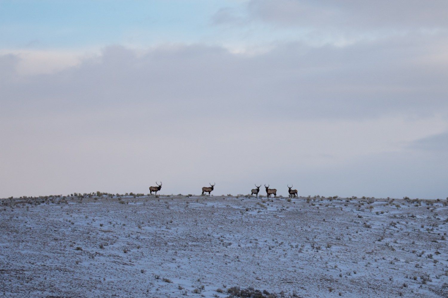 Elk on the winter flats of the National Elk Refuge with the range behind.