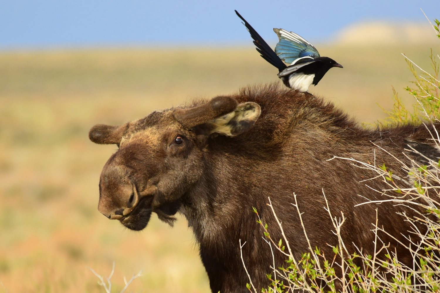 A moose standing in the willows at the Seedskadee refuge.